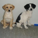 pups Meppel en Bella